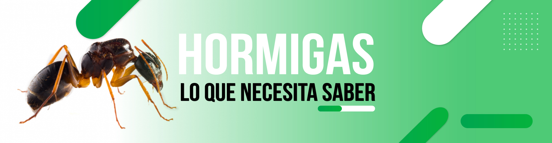 HORMIGAS-TODO-LO-QUE-NECESITA-SABER