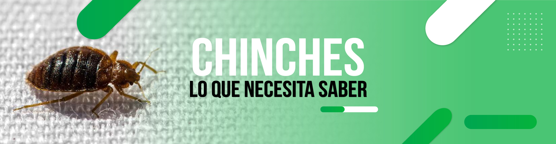 CHINCHES-TODO-LO-QUE-NECESITA-SABER