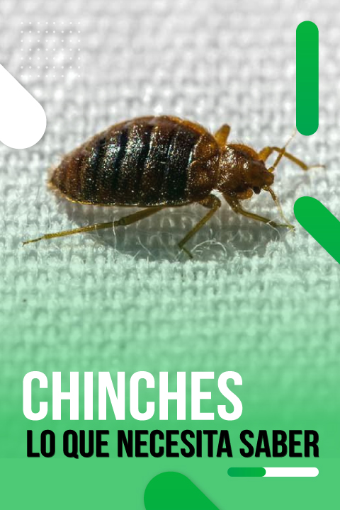 TODO-SOBRE-EL-CHINCHE-DE-CAMA