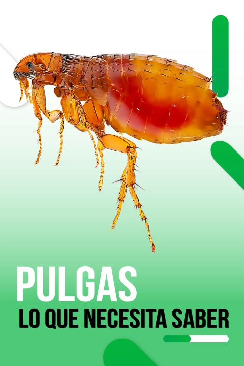 TODO-SOBRE-LAS-PULGAS
