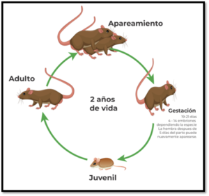 ciclo-reproductivo-roedores