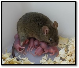 roedor-lactando-crias