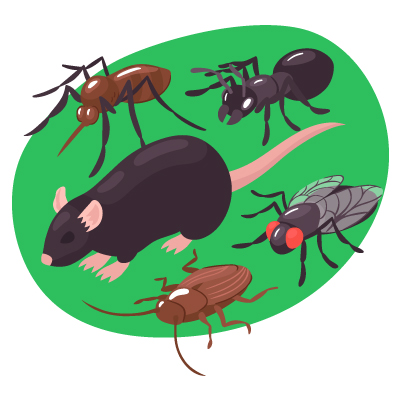 Principales plagas que se presentan en Bogotá: cucarachas, moscas, hormigas, arañas y roedores