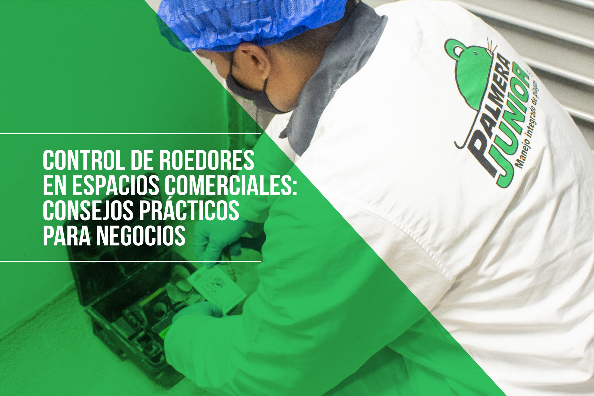 Control De Roedores En Espacios Comerciales: Consejos Prácticos Para ...