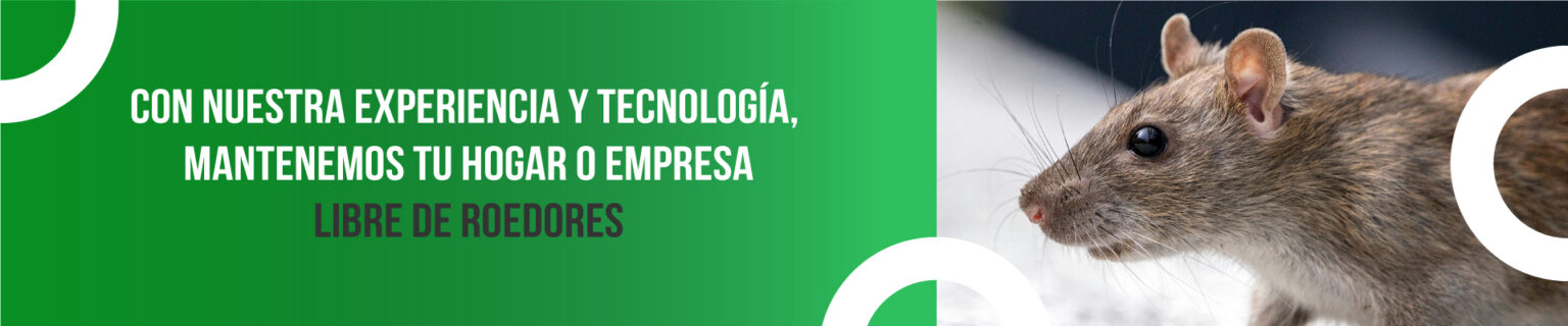 Control de Roedores Profesional para Hogares y Empresas | Palmera Junior