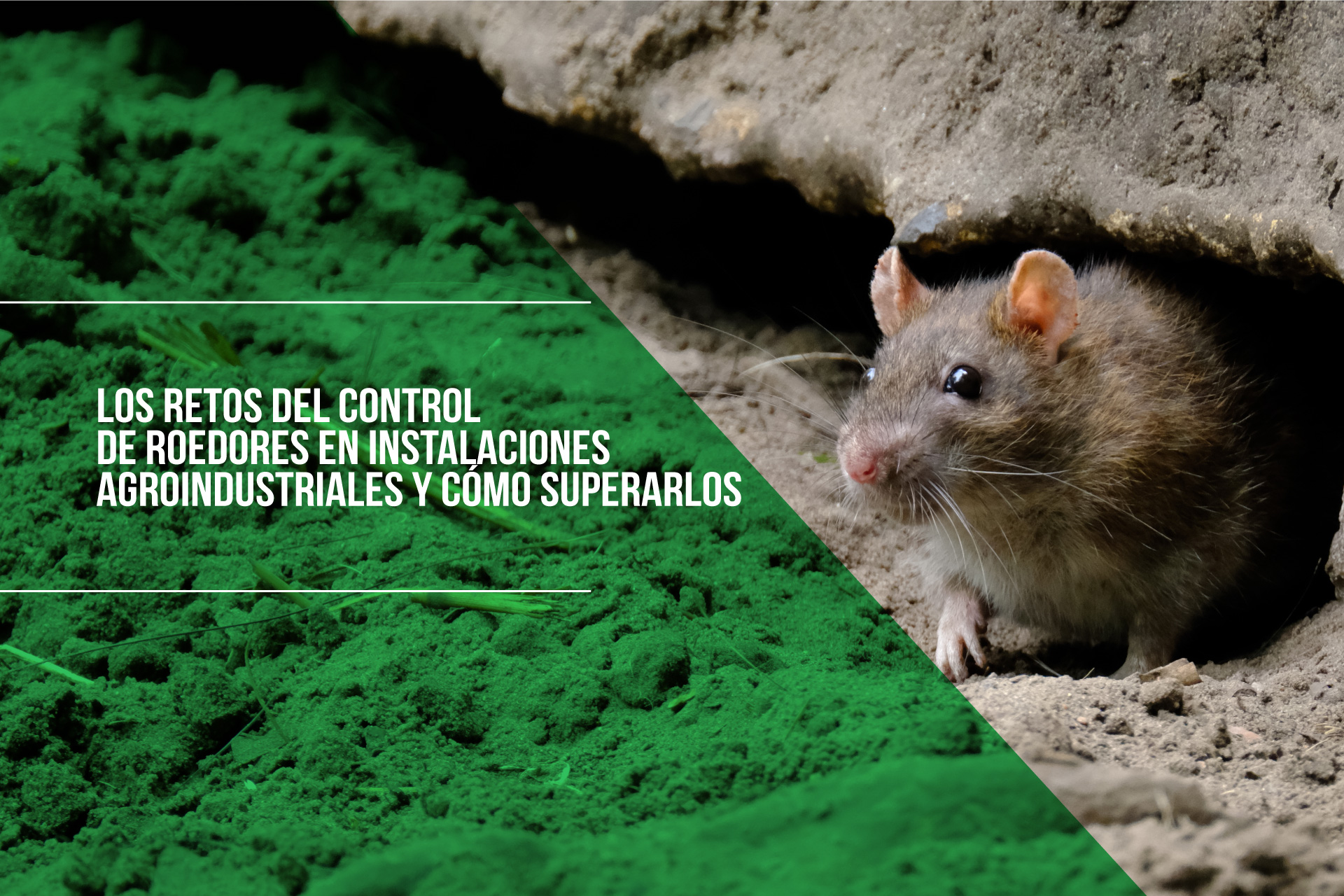 Los Retos del Control de Roedores en Instalaciones Agroindustriales y ...