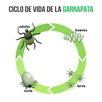 CICLO-DE-VIDA-DE-LAS-GARRAPATAS