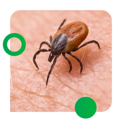 ENFERMEDADES-TRASMITIDAS-POR-LAS-GARRAPATAS