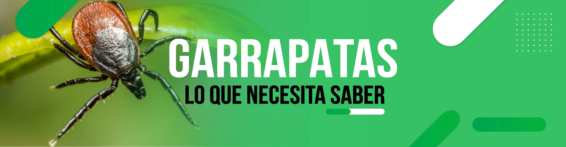 GARRAPATAS-TODO-LO-QUE-NECESITA-SABER