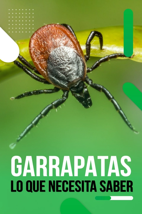 TODO-SOBRE-LAS-GARRAPATAS