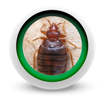 EMPRESA-DE-CONTROL-DE-GARRAPATAS-EN-BOGOTA