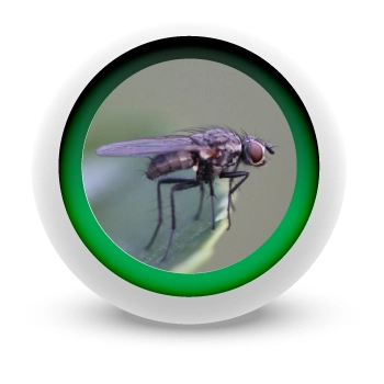 EMPRESA-DE-FUMIGACION-DE-MOSCAS-EN-BOGOTA