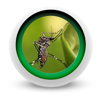 EMPRESA-DE-FUMIGACION-DE-ZANCUDOS-EN-BOGOTA