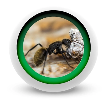 CONTROL-DE-HORMIGAS-EN-MEDELLIN CONTROL-DE-HORMIGAS-EN-MEDELLIN