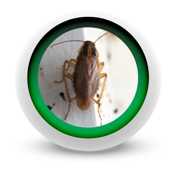 EMPRESA-DE-CONTROL-DE-CUCARACHAS-EN-MEDELLIN EMPRESA-DE-CONTROL-DE-CUCARACHAS-EN-MEDELLIN