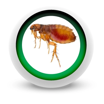 FUMIGACION-DE-PULGAS-EN-MEDELLIN FUMIGACION-DE-PULGAS-EN-MEDELLIN