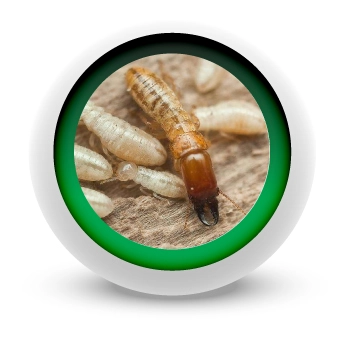 INMUNIZACION-DE-MADERAS-EN-MEDELLIN INMUNIZACION-DE-MADERAS-EN-MEDELLIN