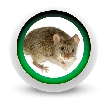 PRECIO-CONTROL-DE-ROEDORES-EN-MEDELLIN PRECIO-CONTROL-DE-ROEDORES-EN-MEDELLIN